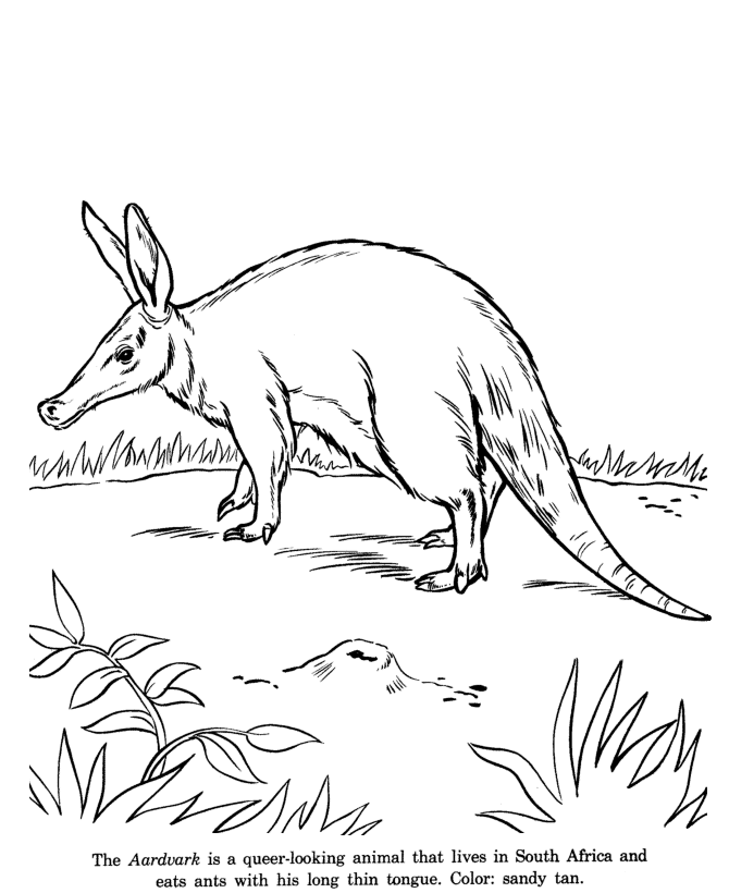 Aardvark coloring #20, Download drawings