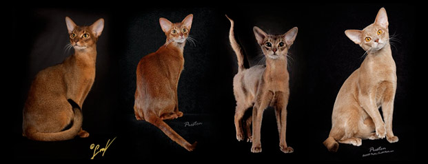 Abyssinian Cat coloring #18, Download drawings