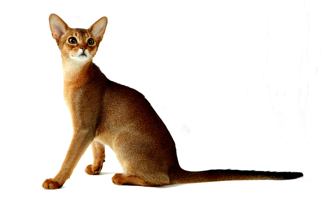 Abyssinian Cat coloring #15, Download drawings