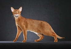 Abyssinian Cat coloring #4, Download drawings