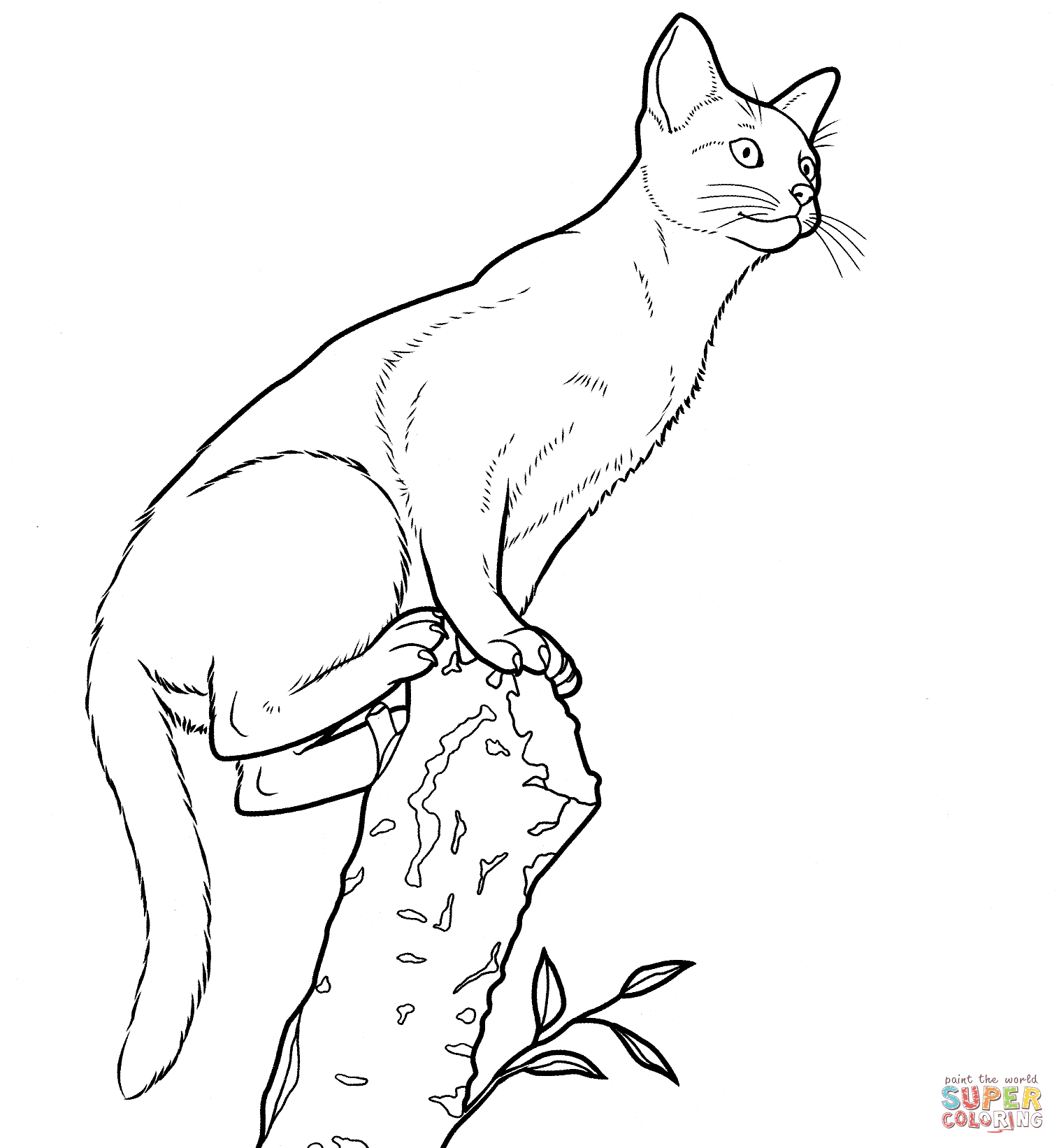 Abyssinian Cat coloring #6, Download drawings