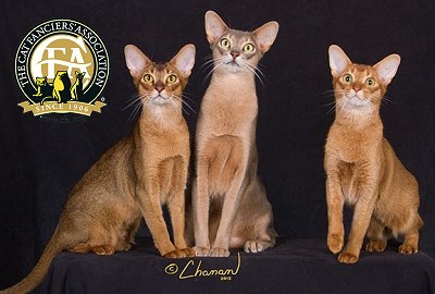 Abyssinian Cat coloring #16, Download drawings