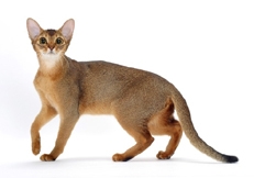 Abyssinian Cat coloring #1, Download drawings