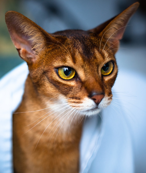 Abyssinian Cat coloring #13, Download drawings
