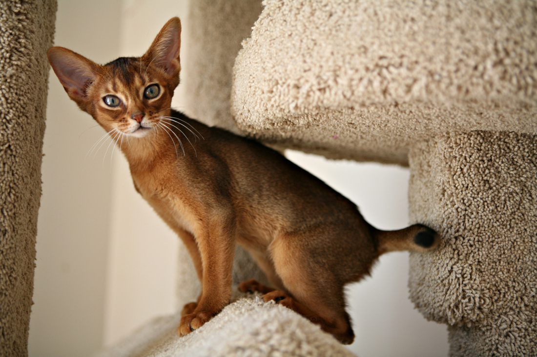Abyssinian Cat coloring #10, Download drawings
