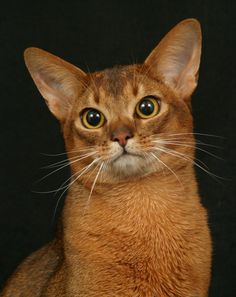 Abyssinian Cat svg #14, Download drawings