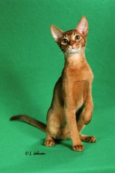 Abyssinian Cat svg #11, Download drawings