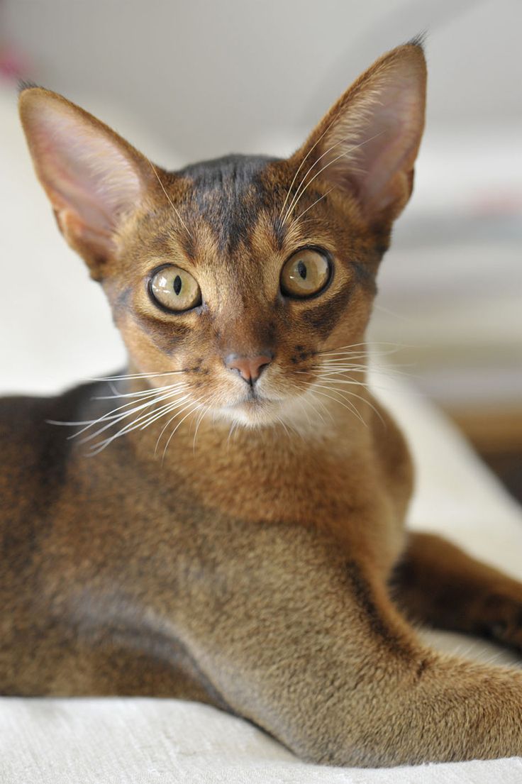 Abyssinian Cat svg #13, Download drawings