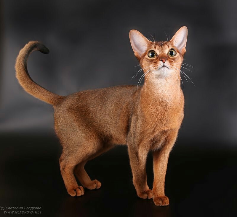 Abyssinian Cat svg #9, Download drawings