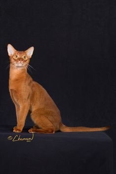 Abyssinian Cat svg #12, Download drawings