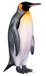 Adelie Penguin clipart #9, Download drawings