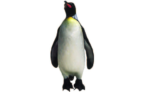 Emperor Penguin clipart #18, Download drawings