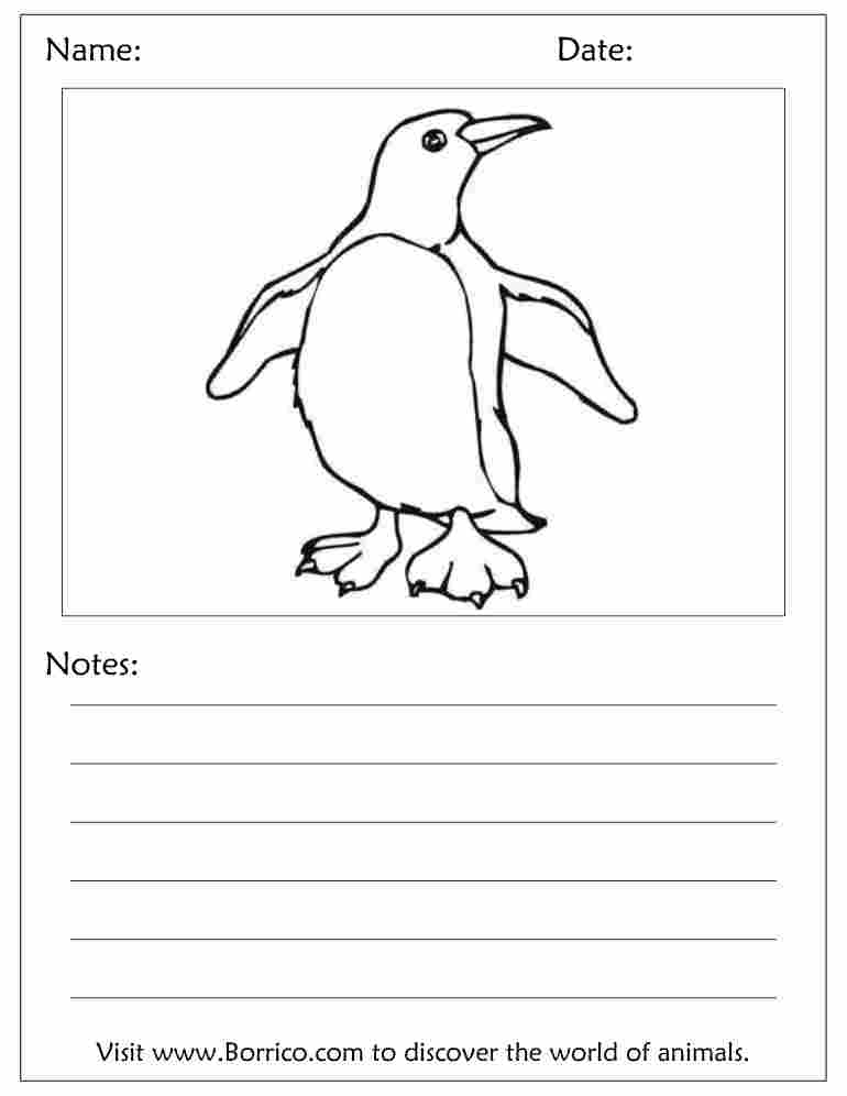 Adelie Penguin coloring #10, Download drawings