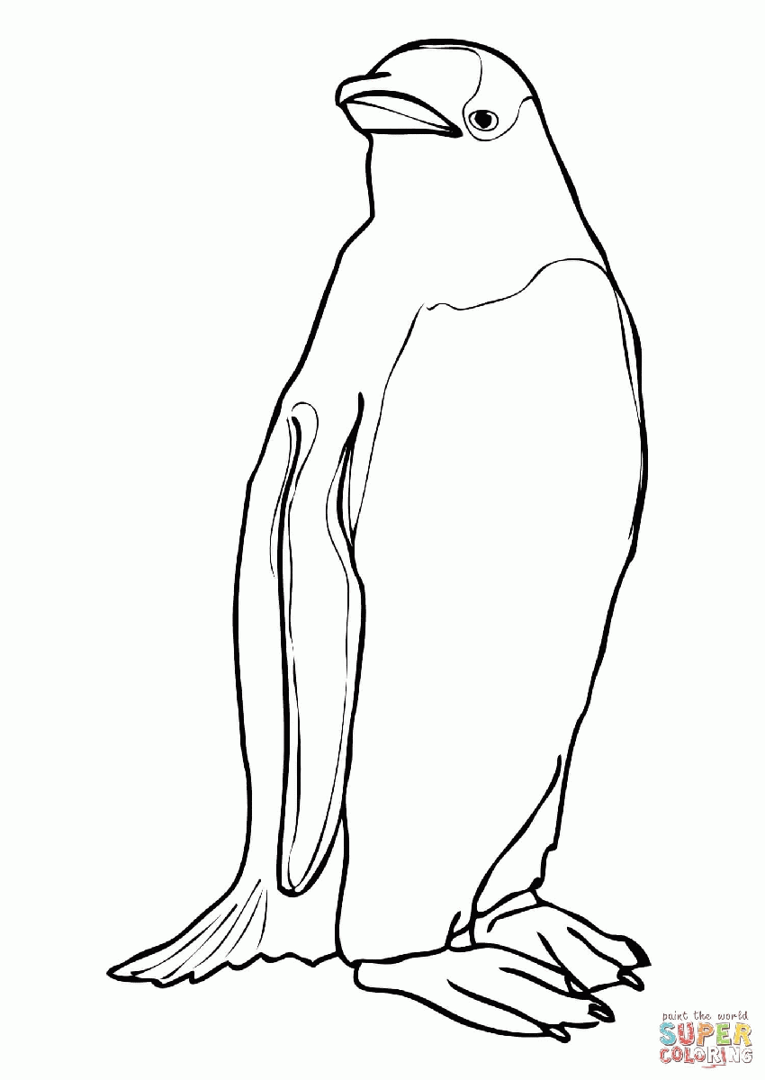 Adelie Penguin coloring #12, Download drawings