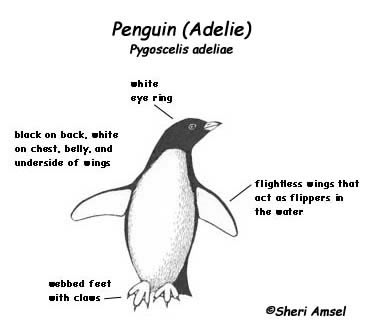 Adelie Penguin coloring #1, Download drawings