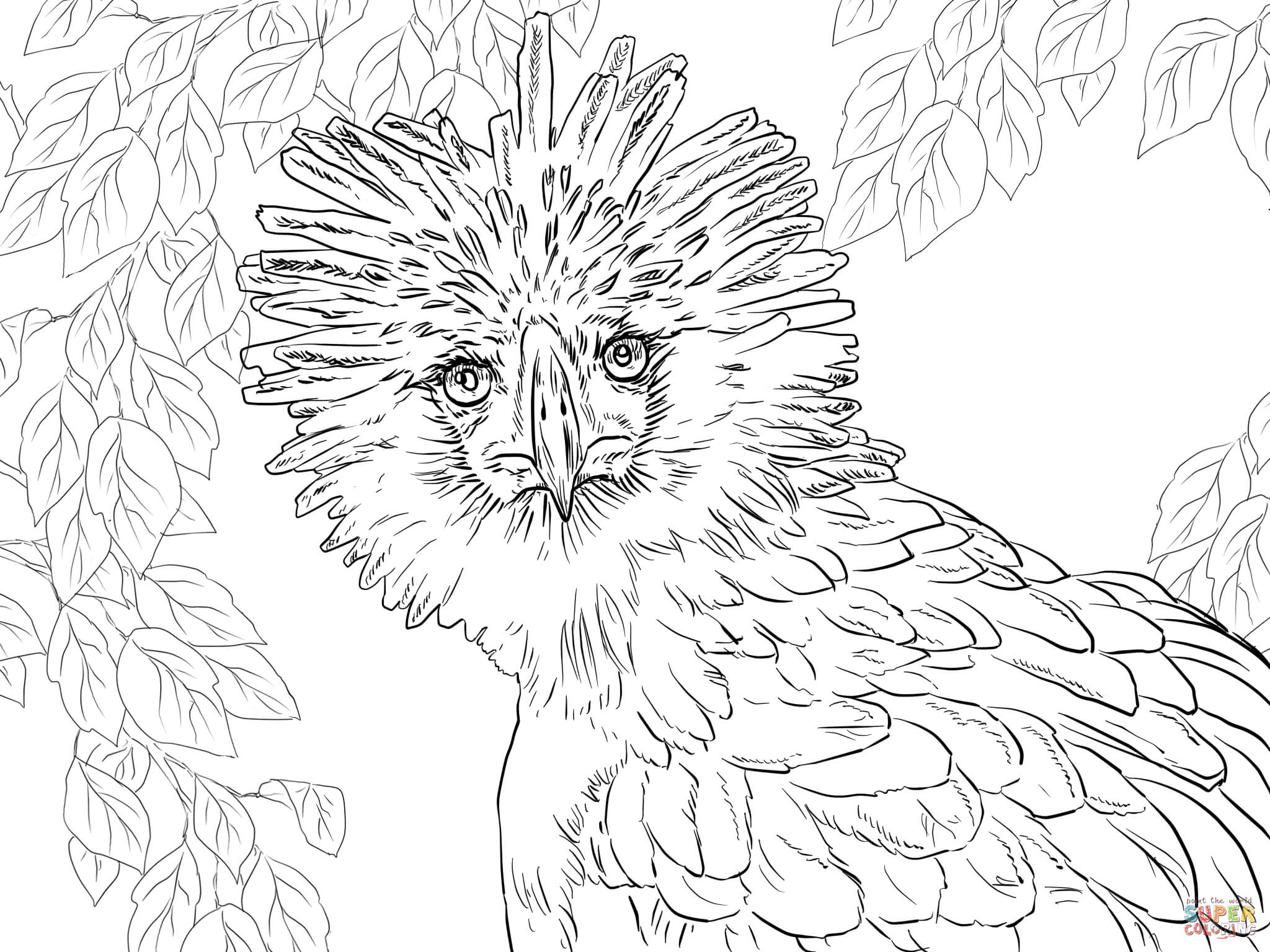Phillipine Eagle coloring #9, Download drawings