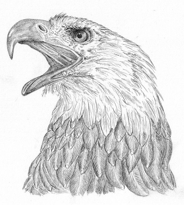 Adler coloring #13, Download drawings