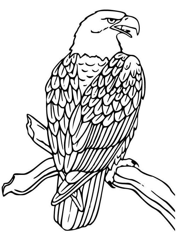Adler coloring #10, Download drawings