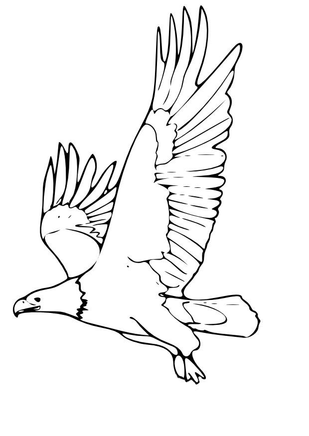 Adler coloring #6, Download drawings