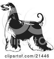 Afghan Hound clipart #11, Download drawings