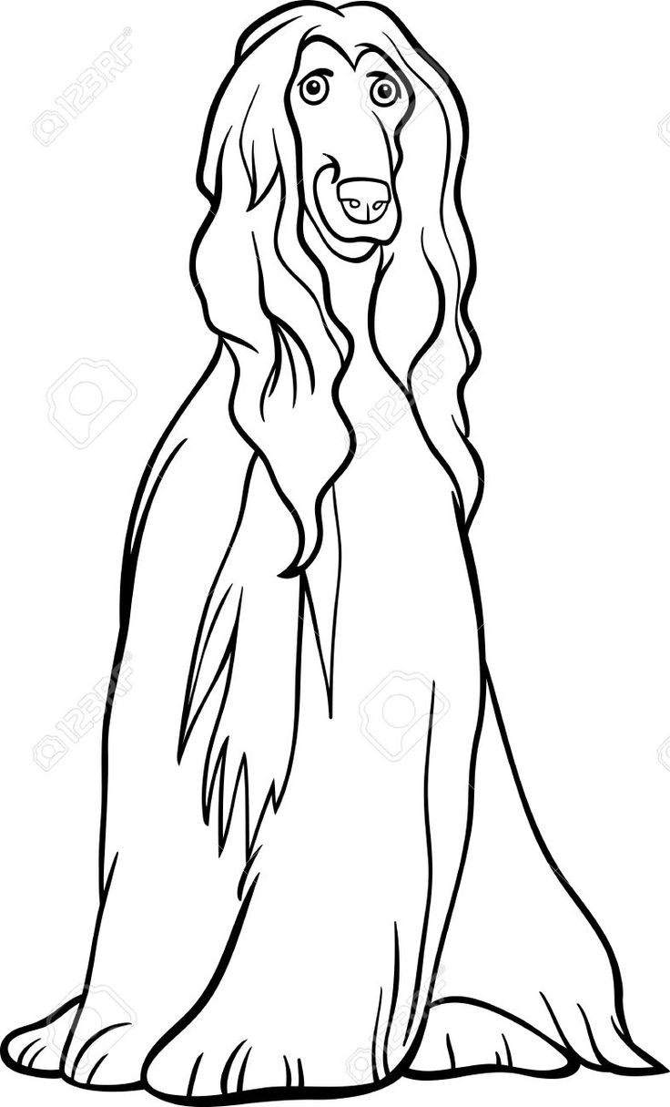 Afghan Hound clipart #17, Download drawings