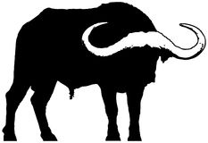 African Buffalo clipart #19, Download drawings