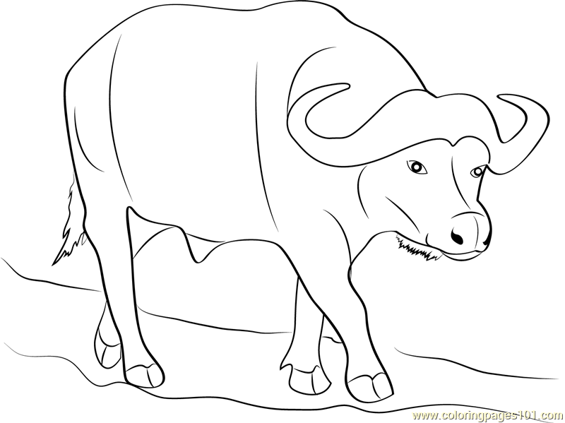 African Buffalo coloring #3, Download drawings