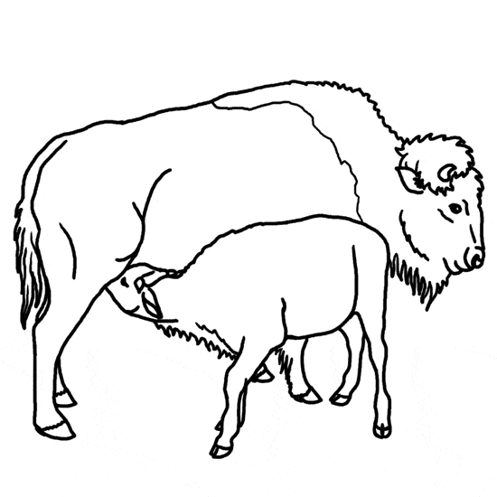 African Buffalo coloring #11, Download drawings