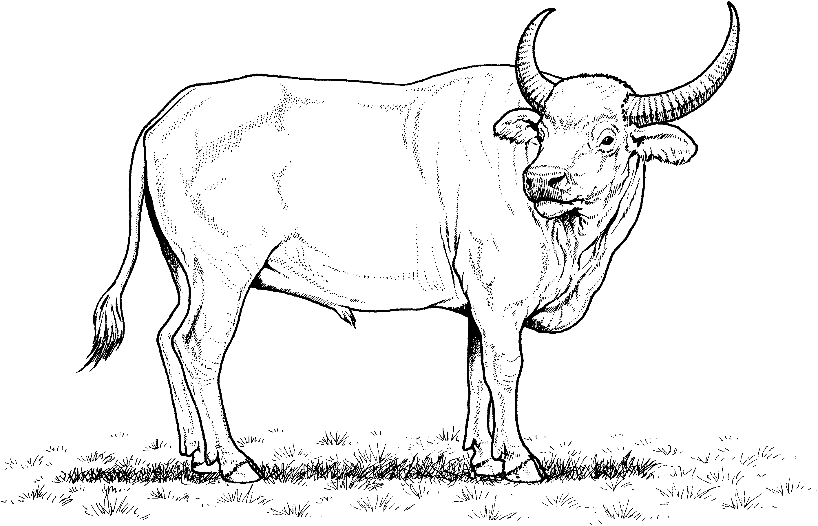 African Buffalo coloring #6, Download drawings