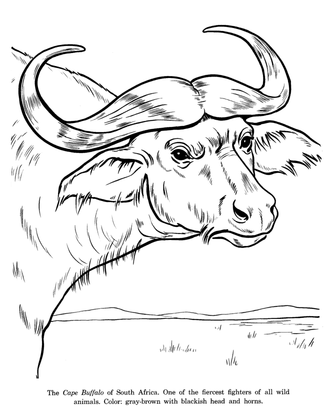 African Buffalo coloring #13, Download drawings