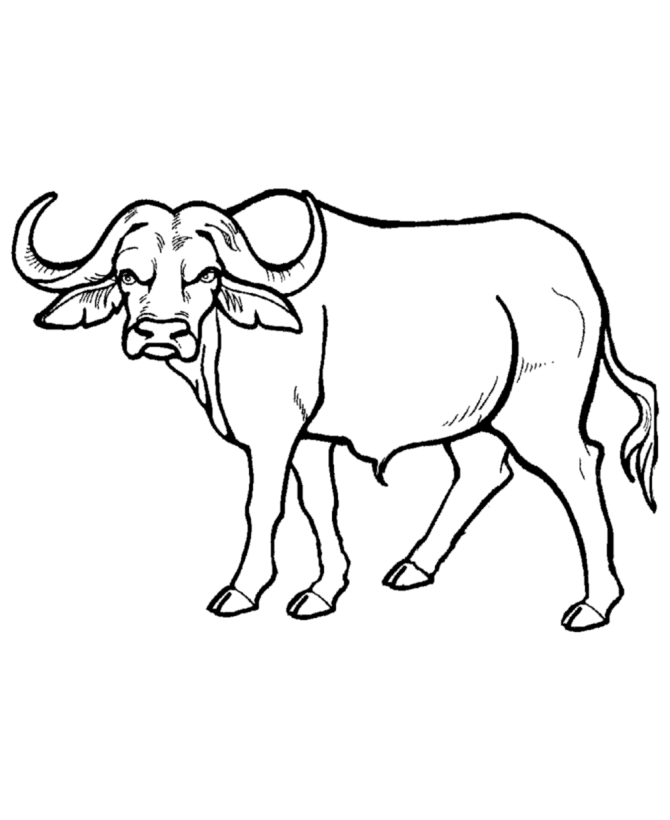 African Buffalo coloring #20, Download drawings