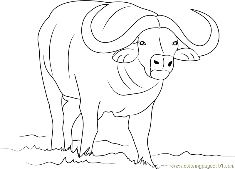 Water Buffalo coloring #18, Download drawings