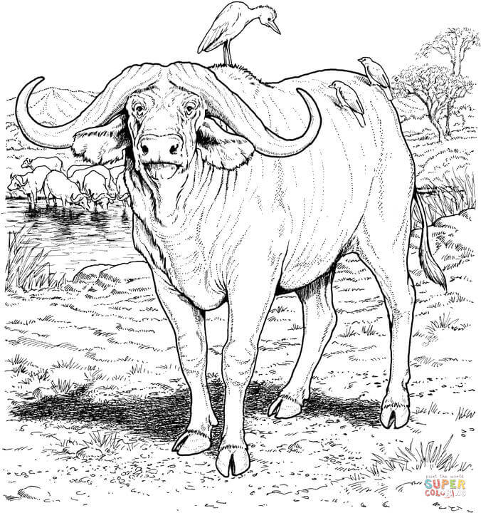 African Buffalo coloring #8, Download drawings