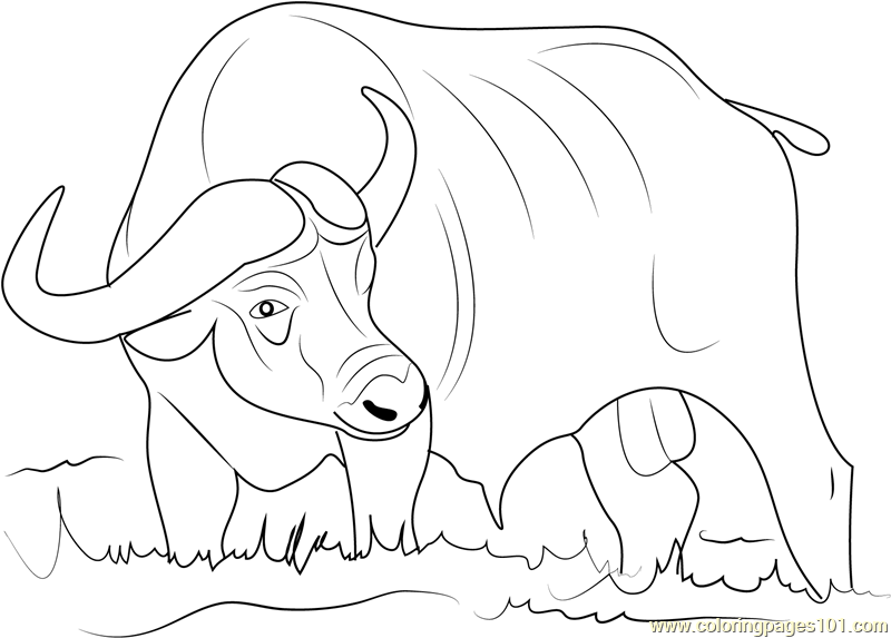 African Buffalo coloring #17, Download drawings