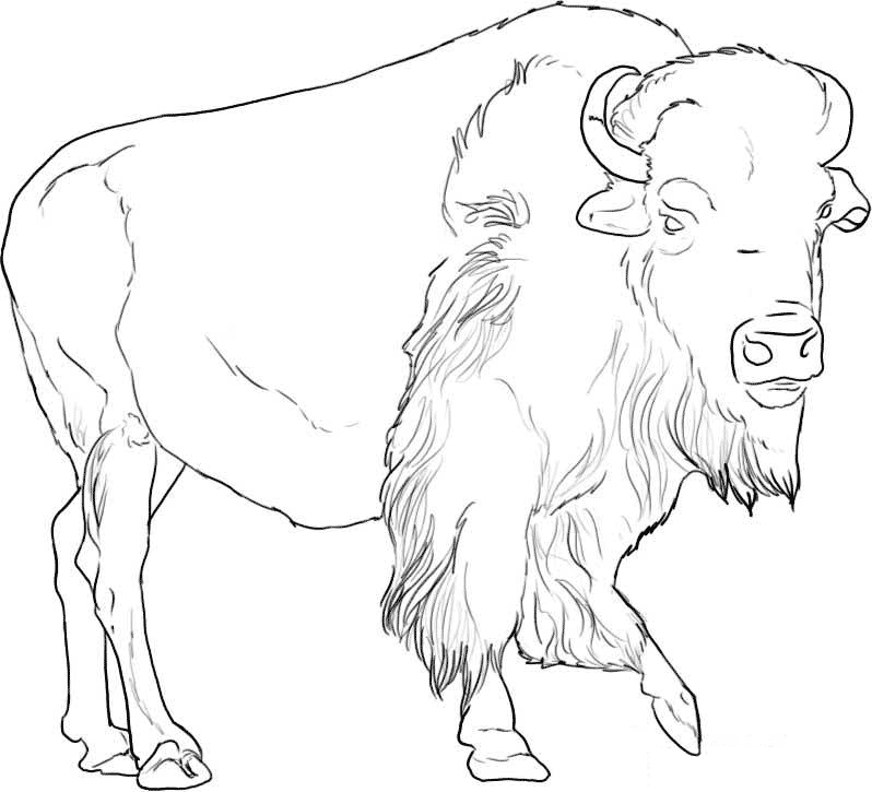 African Buffalo coloring #15, Download drawings