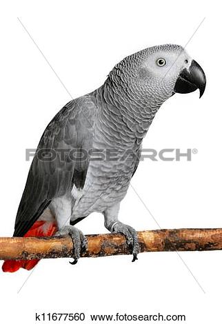 African Grey Parrot clipart #10, Download drawings