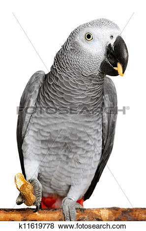 African Grey Parrot clipart #6, Download drawings