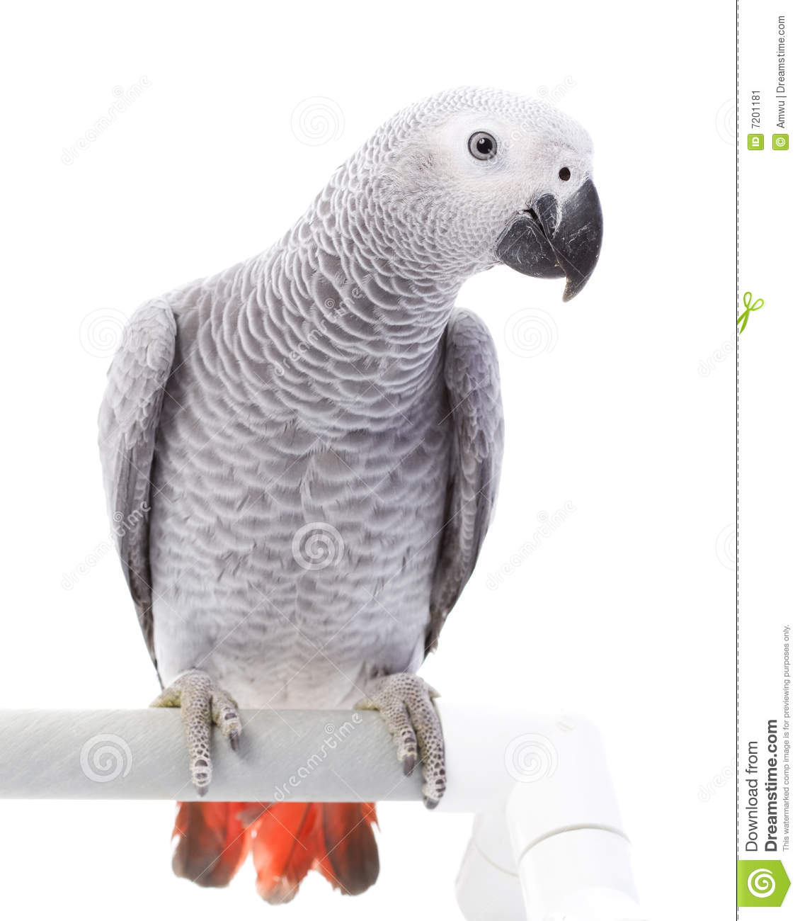 African Grey Parrot clipart #8, Download drawings