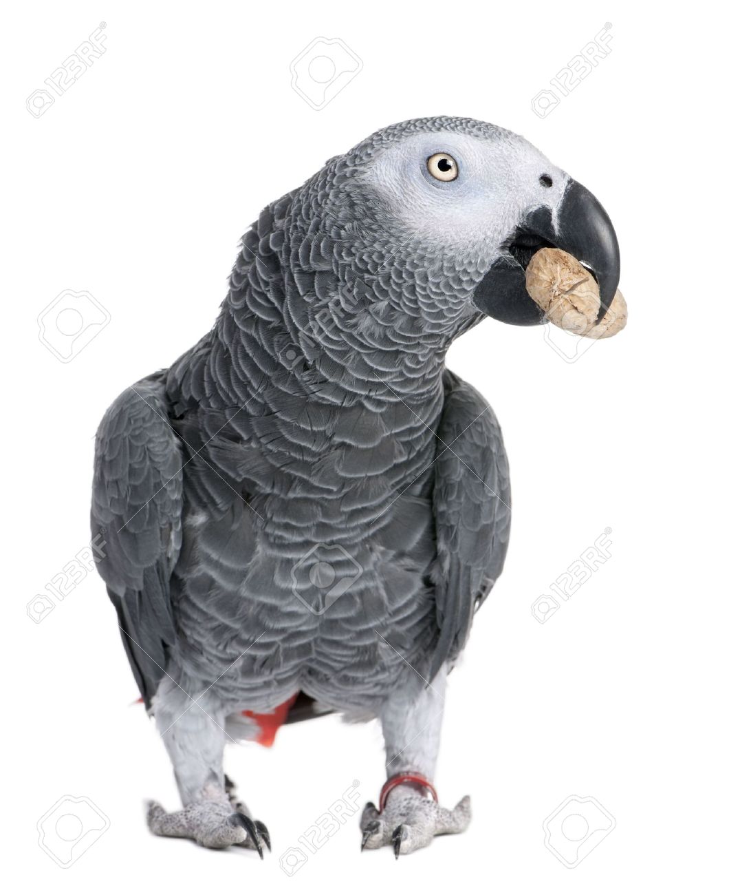 African Grey Parrot clipart #5, Download drawings