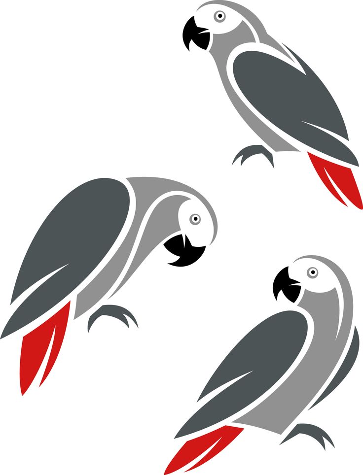 African Grey Parrot clipart #2, Download drawings