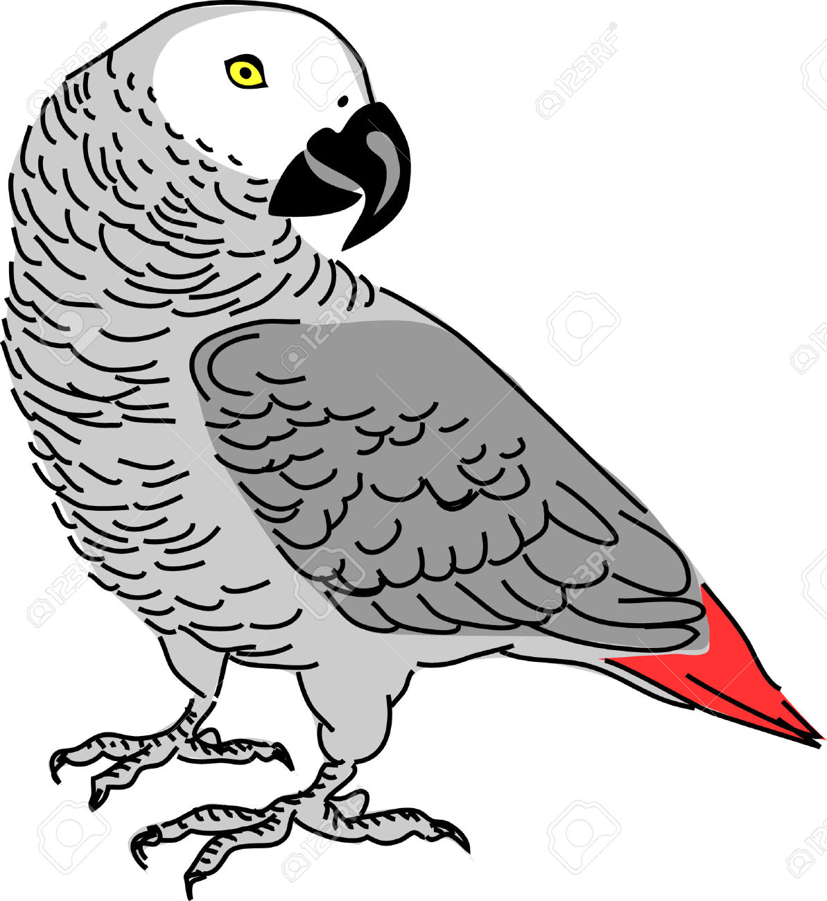 African Grey Parrot clipart #12, Download drawings