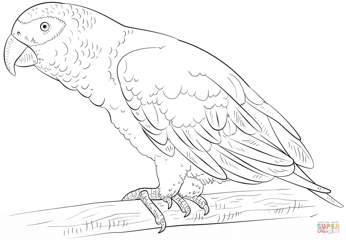 African Parrot coloring #9, Download drawings