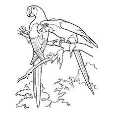 African Parrot coloring #7, Download drawings