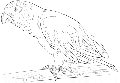 African Grey Parrot coloring #12, Download drawings
