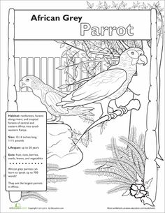 African Grey Parrot coloring #7, Download drawings