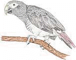 African Grey Parrot coloring #2, Download drawings