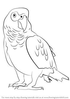 African Grey Parrot coloring #6, Download drawings