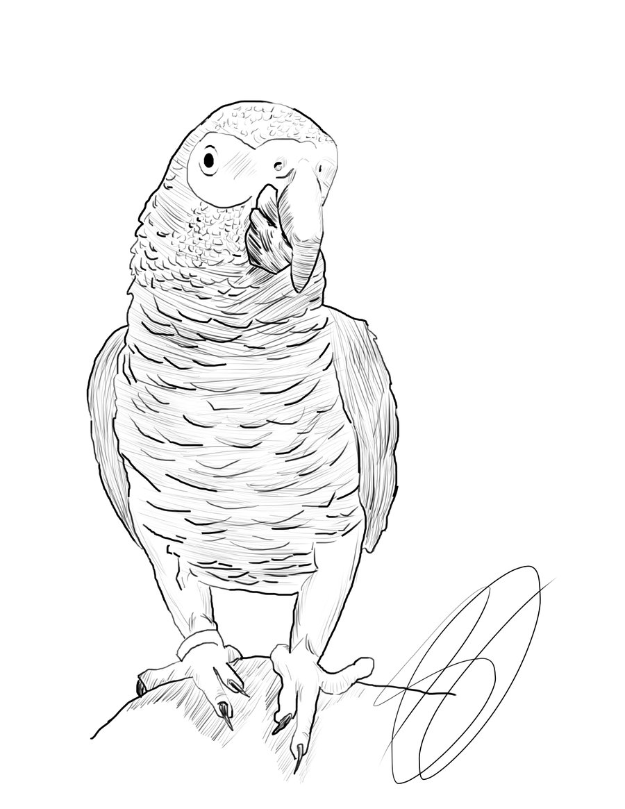 African Grey Parrot coloring #3, Download drawings