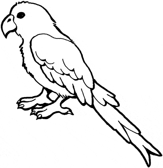 African Grey Parrot coloring #14, Download drawings