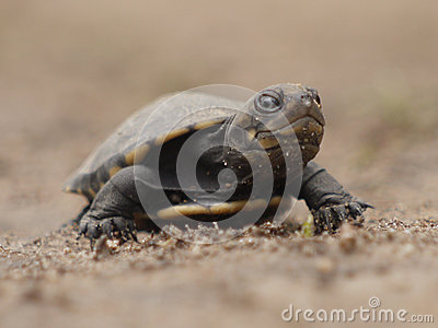 African Helmeted Turtle clipart #1, Download drawings